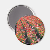 Blume für Mohnfelder Magnet (Vorderseite/Rückseite)