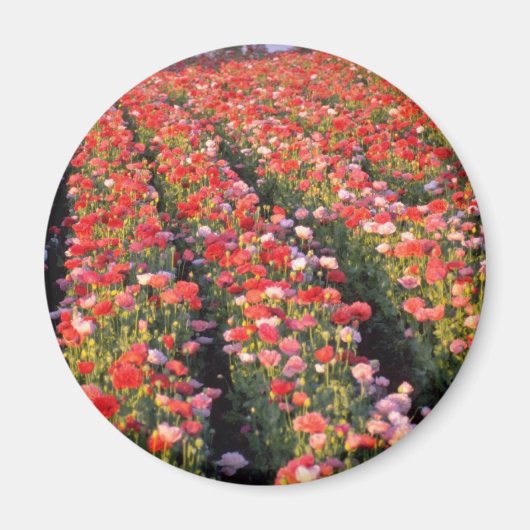 Blume für Mohnfelder Magnet (Vorne)