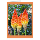 Blume für Red Hot Poker (Vorne)