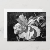 Blume für Schwarzweiß-Hibiskus Postkarte (Vorne/Hinten)