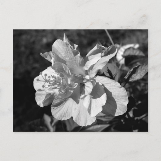 Blume für Schwarzweiß-Hibiskus Postkarte (Vorderseite)