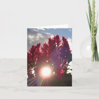 Blume für Sonnenuntergang Karte