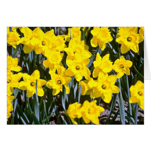 Blume für Trockenstoffe (Vorderseite (Horizontal))