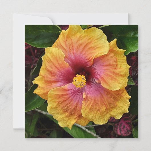 Blume für tropischen Hibiskus Karte (Vorderseite)