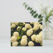 Blume für weiße Marigold-Blume Postkarte (Stehend Vorderseite)