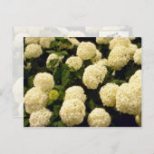 Blume für weiße Marigold-Blume Postkarte (Vorne/Hinten)