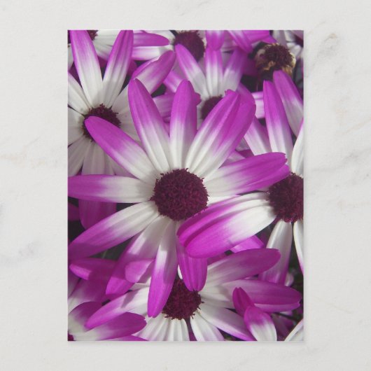 Blume Galore Postkarte (Vorderseite)