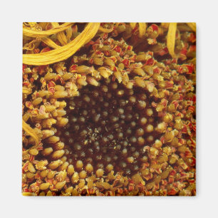 Blume - Gänseblümchen - In anderen Welten Magnet