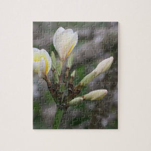 Blume, Garten, Sommer, Natur, Bougainvillea Puzzle