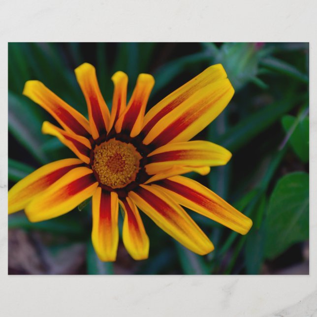 Blume Gazania (Vorderseite)