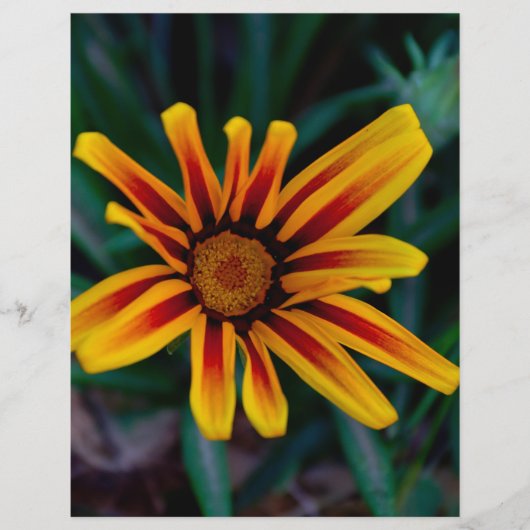Blume Gazania Flyer (Vorne)