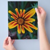 Blume Gazania Flyer (Hand)