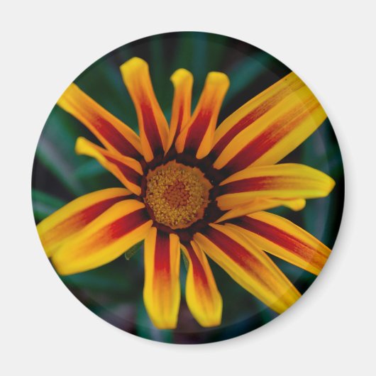 Blume Gazania Magnet (Vorne)