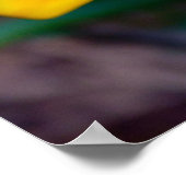 Blume Gazania Poster (Ecke)