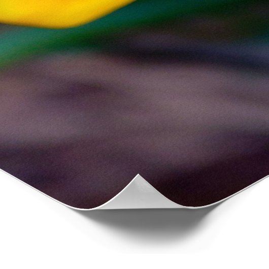 Blume Gazania Poster (Ecke)