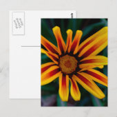 Blume Gazania Postkarte (Vorne/Hinten)