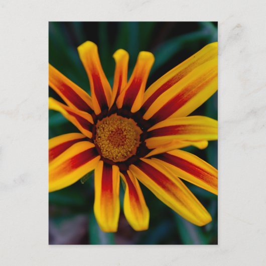 Blume Gazania Postkarte (Vorderseite)