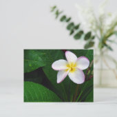 Blume Gelb und Weiß Hawaiianische Plumeria Postkar Postkarte (Stehend Vorderseite)