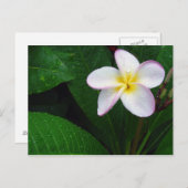 Blume Gelb und Weiß Hawaiianische Plumeria Postkar Postkarte (Vorne/Hinten)