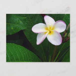 Blume Gelb und Weiß Hawaiianische Plumeria Postkar Postkarte