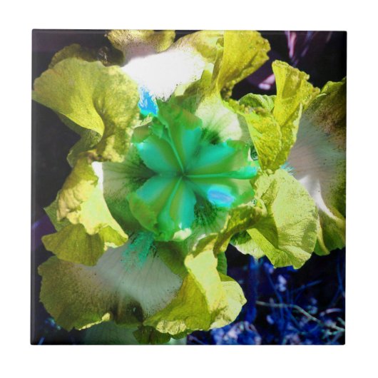 Blume Gelb, Weiß und Grün Iris Fliese (Vorderseite)