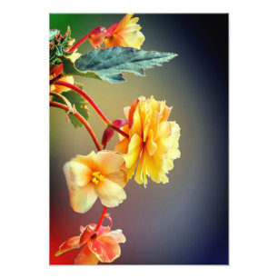 Blume, gelbe Blumen, Petalen-63158 Fotodruck