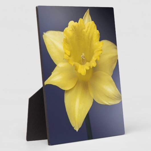 Blume Gelbe Narzisse Aquarellfarbe Fotoplatte (Seite)