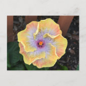 Blume Gelber Hibiskus Botanisch fotografisch Postkarte (Vorderseite)