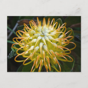 Blume Gelbes Pinsel Postkarte