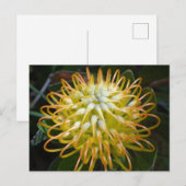 Blume Gelbes Pinsel Postkarte (Vorne/Hinten)