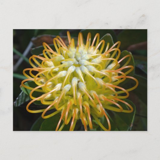 Blume Gelbes Pinsel Postkarte (Vorderseite)