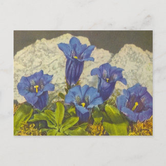 Blume Gentian Postkarte