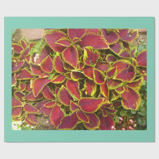 Blume Geschenkpapier (Flach)