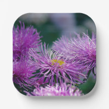 Blume-Geschichten/Aster-Blume
