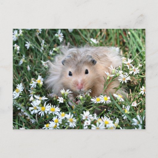 Blume Hamster Postkarte (Vorderseite)