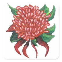 Blume Handgezeichnete Waratah-Aufkleber