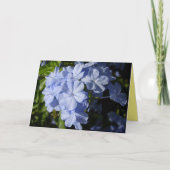 Blume Hawaiian Blue Plumbago Karte (Vorderseite)