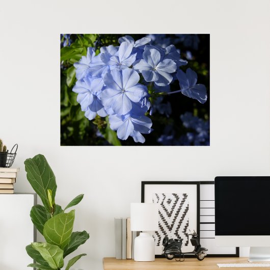 Blume Hawaiian Blue Plumbago Poster (Heimbüro)