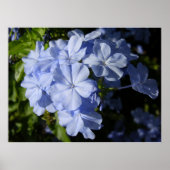 Blume Hawaiian Blue Plumbago Poster (Vorne)