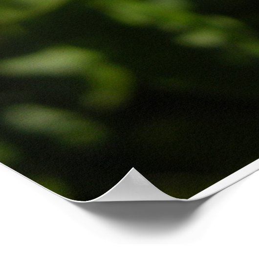 Blume Hawaiian Blue Plumbago Poster (Ecke)