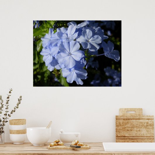 Blume Hawaiian Blue Plumbago Poster (Küche)