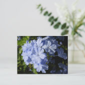Blume Hawaiian Blue Plumbago Postkarte (Stehend Vorderseite)