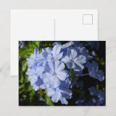 Blume Hawaiian Blue Plumbago Postkarte (Vorne/Hinten)