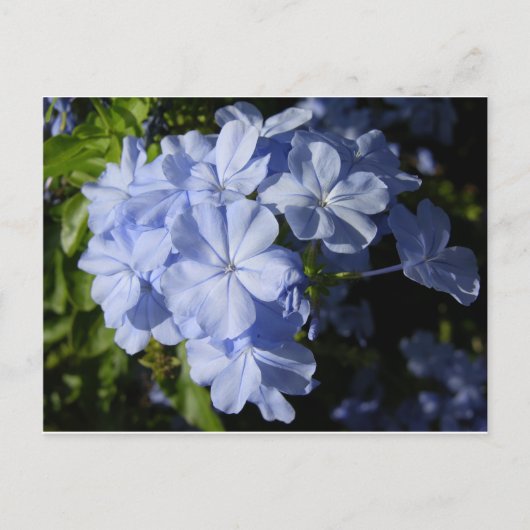Blume Hawaiian Blue Plumbago Postkarte (Vorderseite)