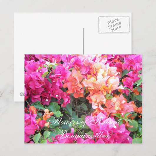 Blume Hawaiis Postkarte (Vorne/Hinten)