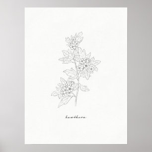 Blume Hawthorn Art Print Poster