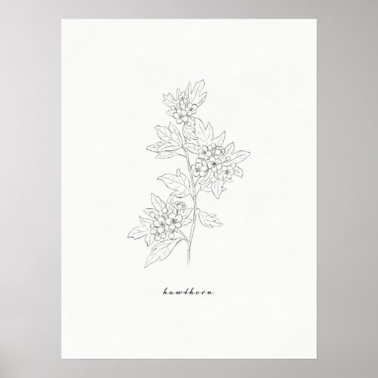 Blume Hawthorn Art Print Poster (Vorne)