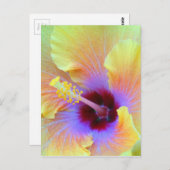 Blume Hibiskus Mesmerisieren Fotografie Postkarte (Vorne/Hinten)