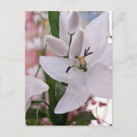 Blume Hochzeitslilie Liebe