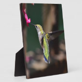 Blume Hummingvogel und Salvia Fotoplatte (Seite)